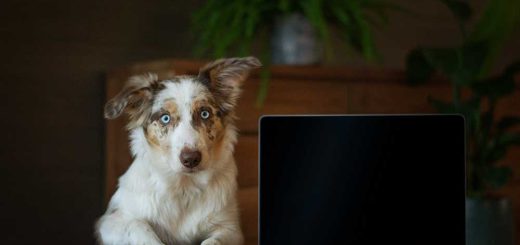 dog looking at a computer screen